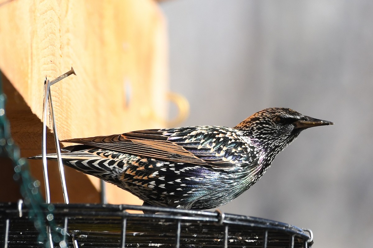 Arabazozo pikarta - ML646752824