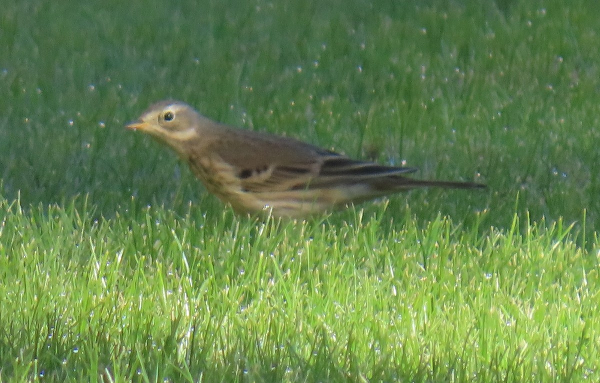 Amerika İncirkuşu - ML646752826