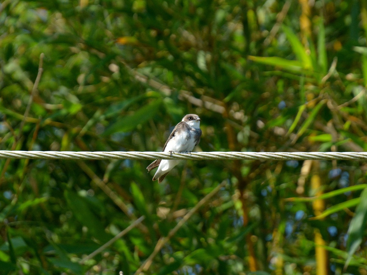 Kum Kırlangıcı - ML646752828