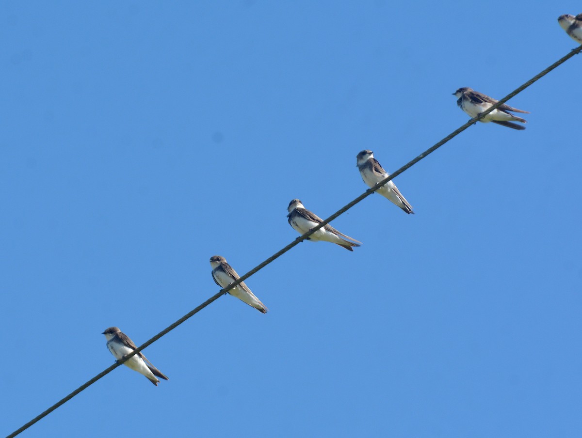 Kum Kırlangıcı - ML646752829