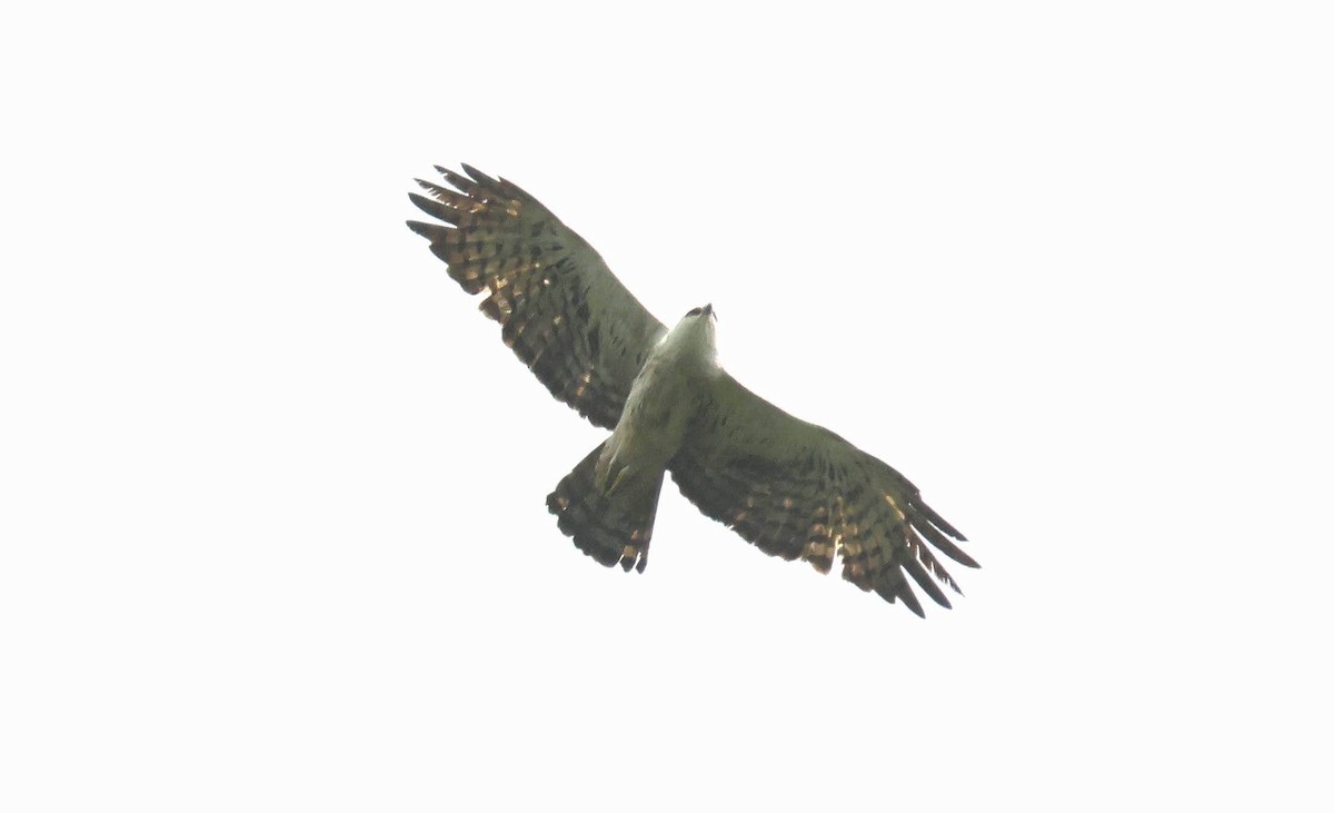 Ayres Küçük Kartalı - ML646752830