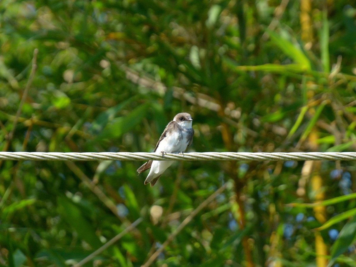 Kum Kırlangıcı - ML646752831