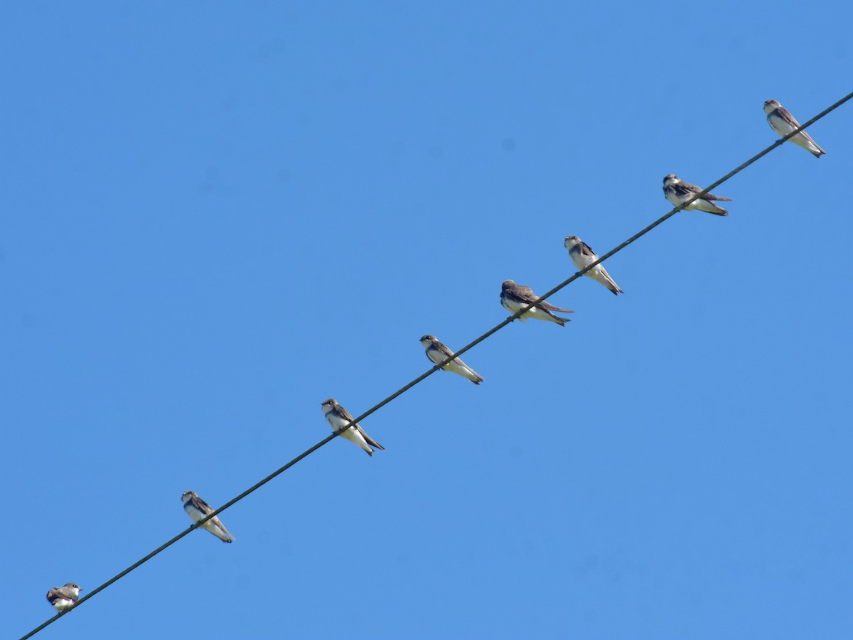 Kum Kırlangıcı - ML646752832