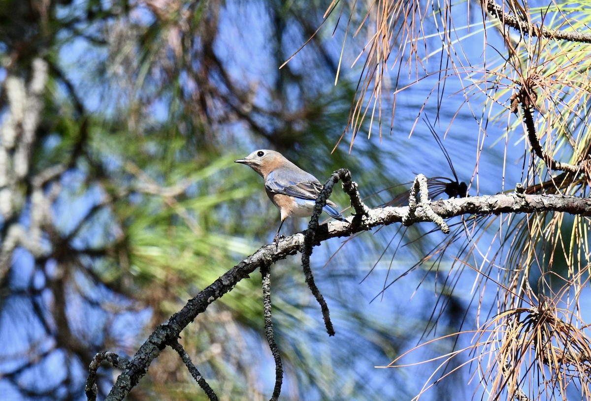 Doğulu Mavi Ardıç - ML646752834