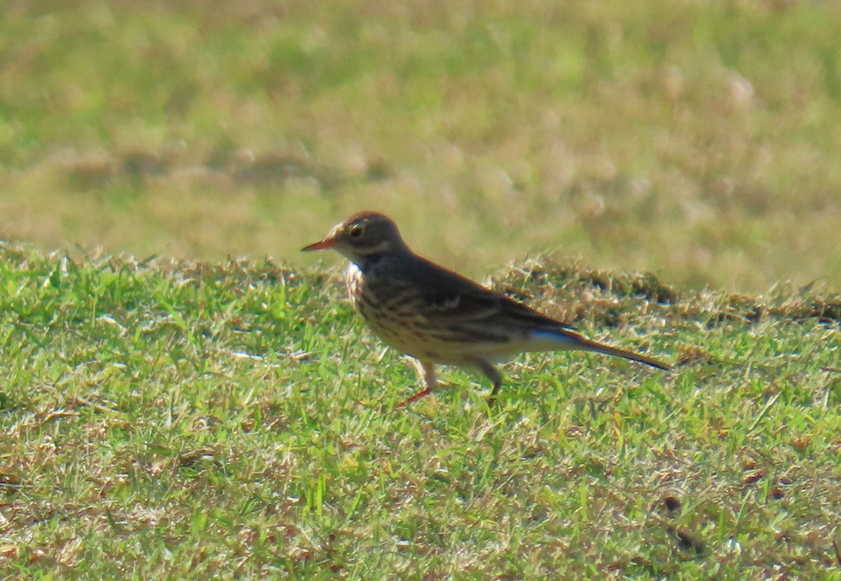 Amerika İncirkuşu - ML646752835