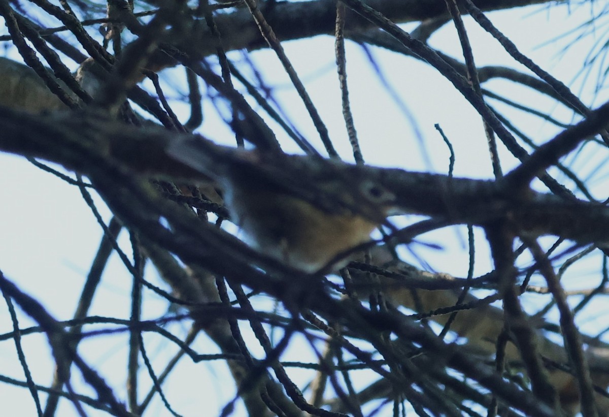 Çalıkuşu - ML646752837