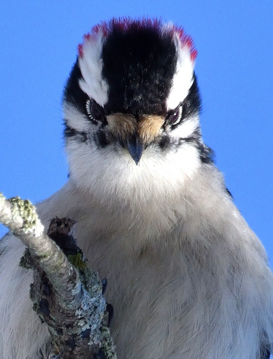 Yumuşak Tüylü Ağaçkakan - ML646752838