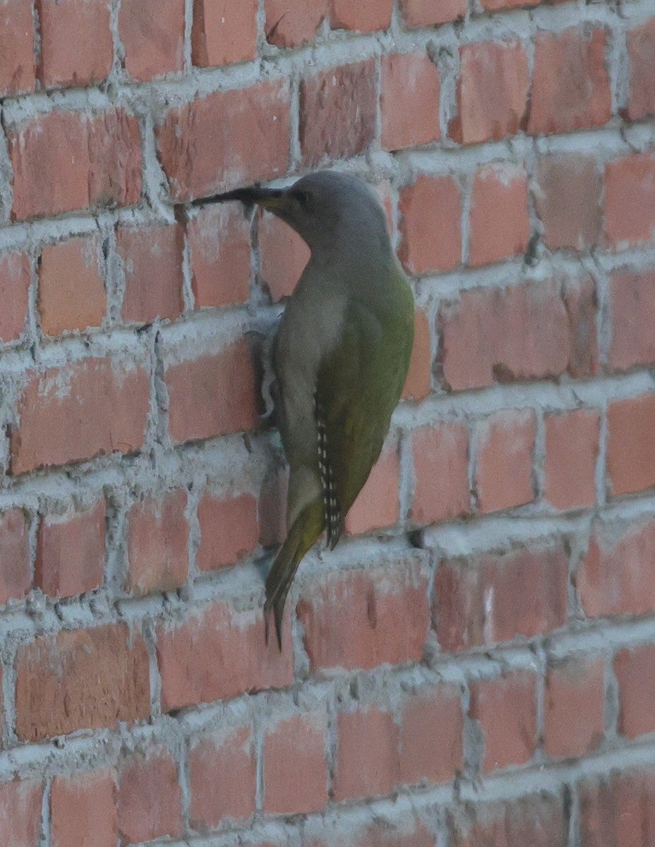 Küçük Yeşil Ağaçkakan - ML646752839