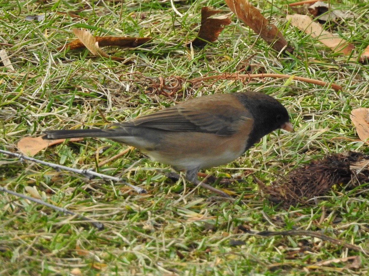 Dark-eyed Junco - ML646752840