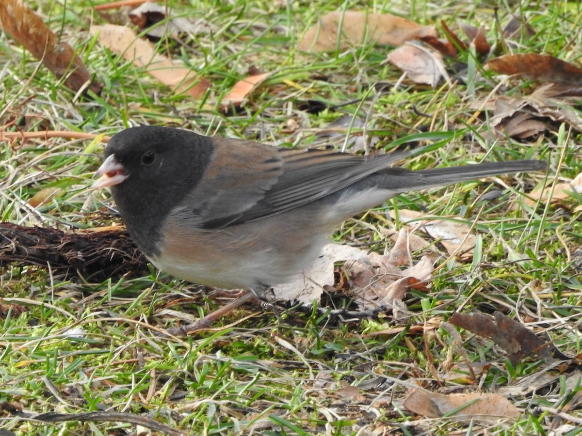 Dark-eyed Junco - ML646752841