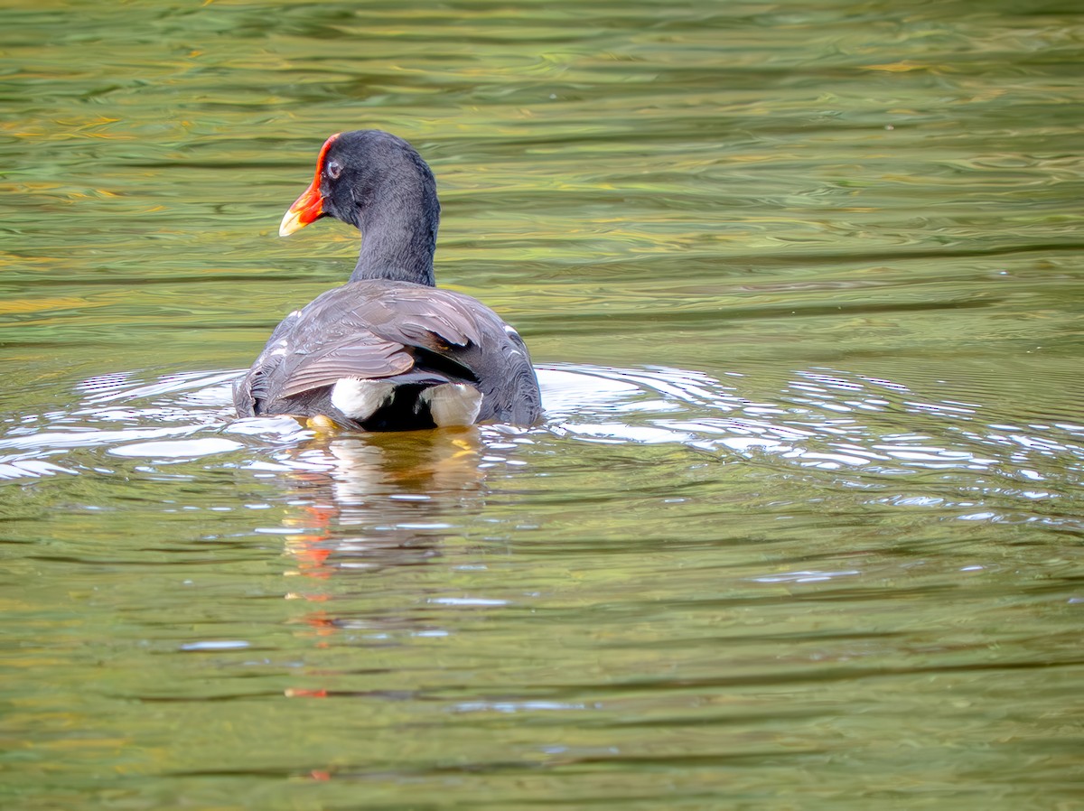 Common Gallinule - ML646752844