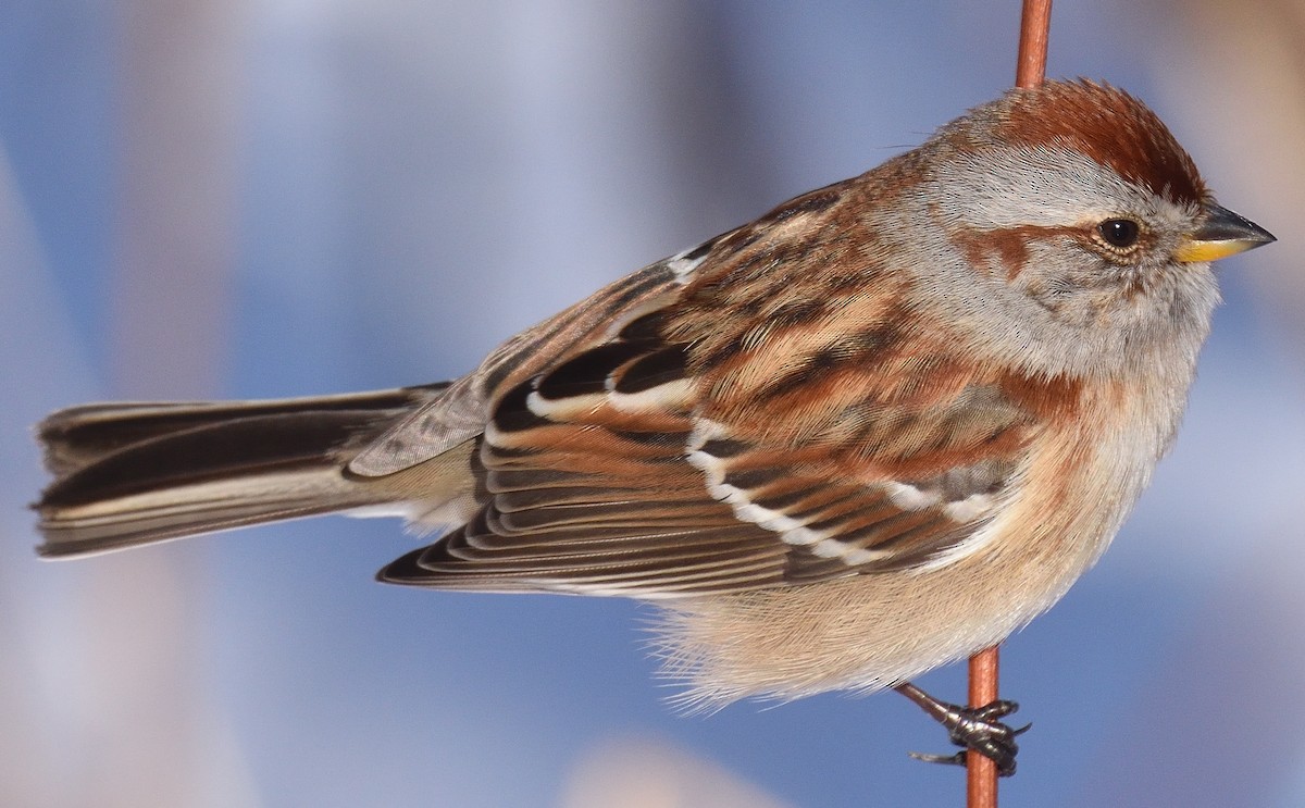 Hudson Körfezi Serçesi - ML646752845