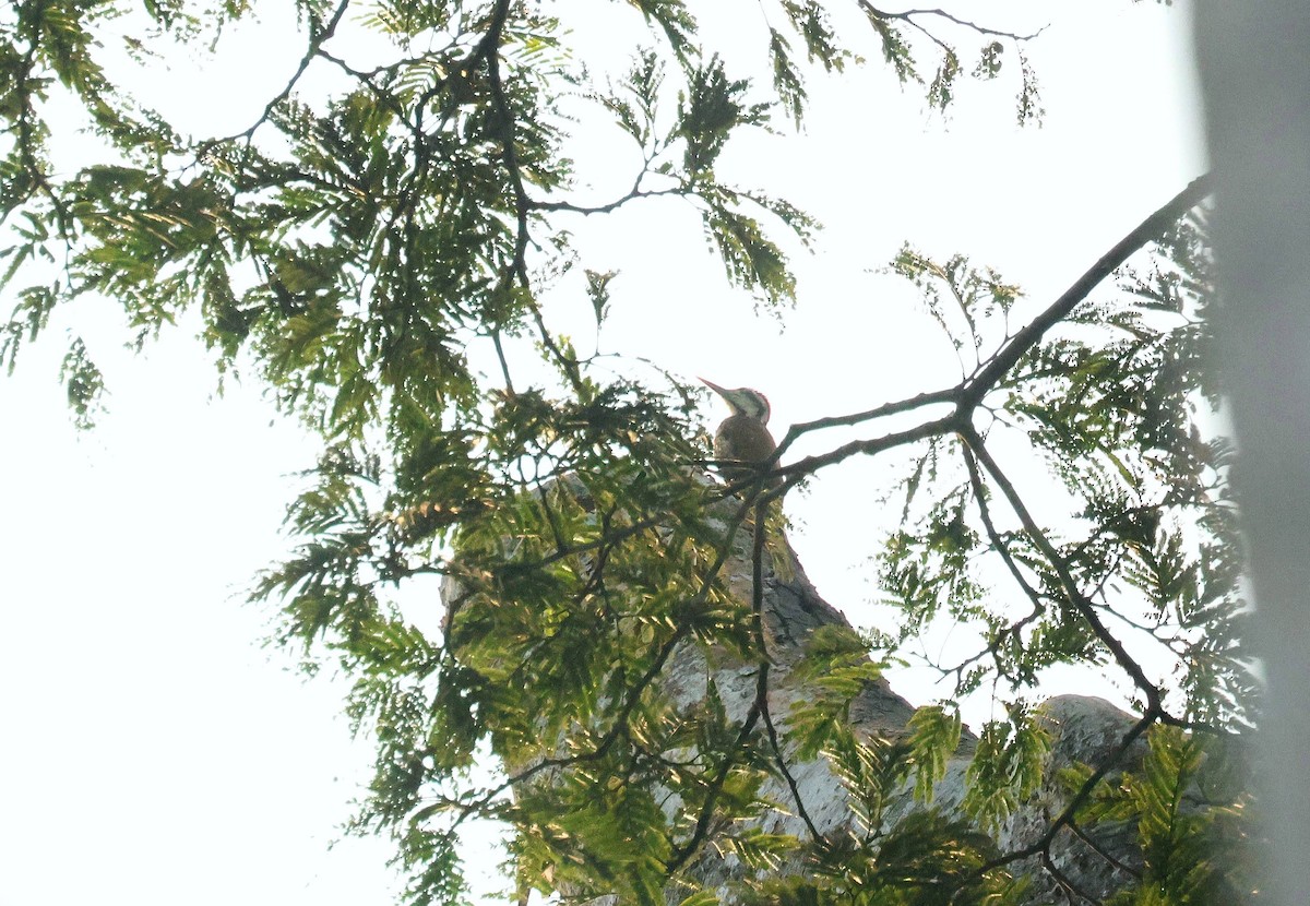 Alev Karınlı Ağaçkakan - ML646752846