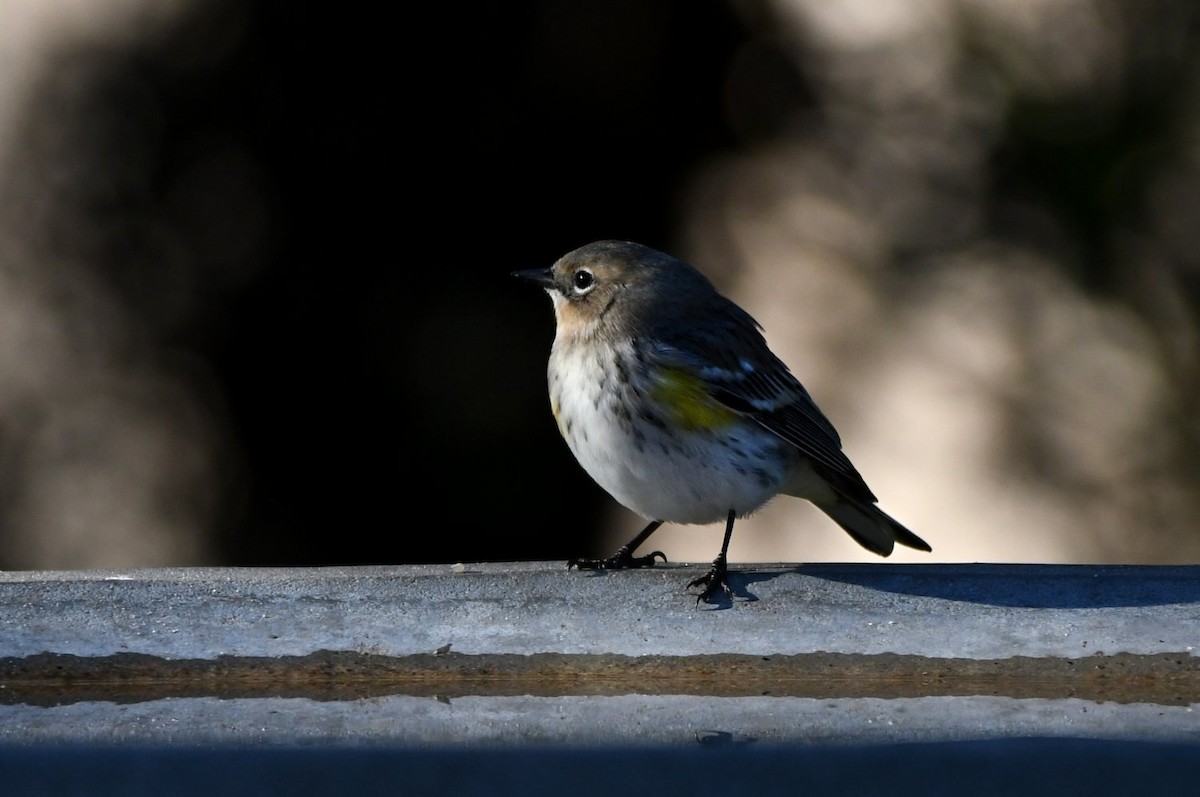 Taçlı Ötleğen - ML646752847