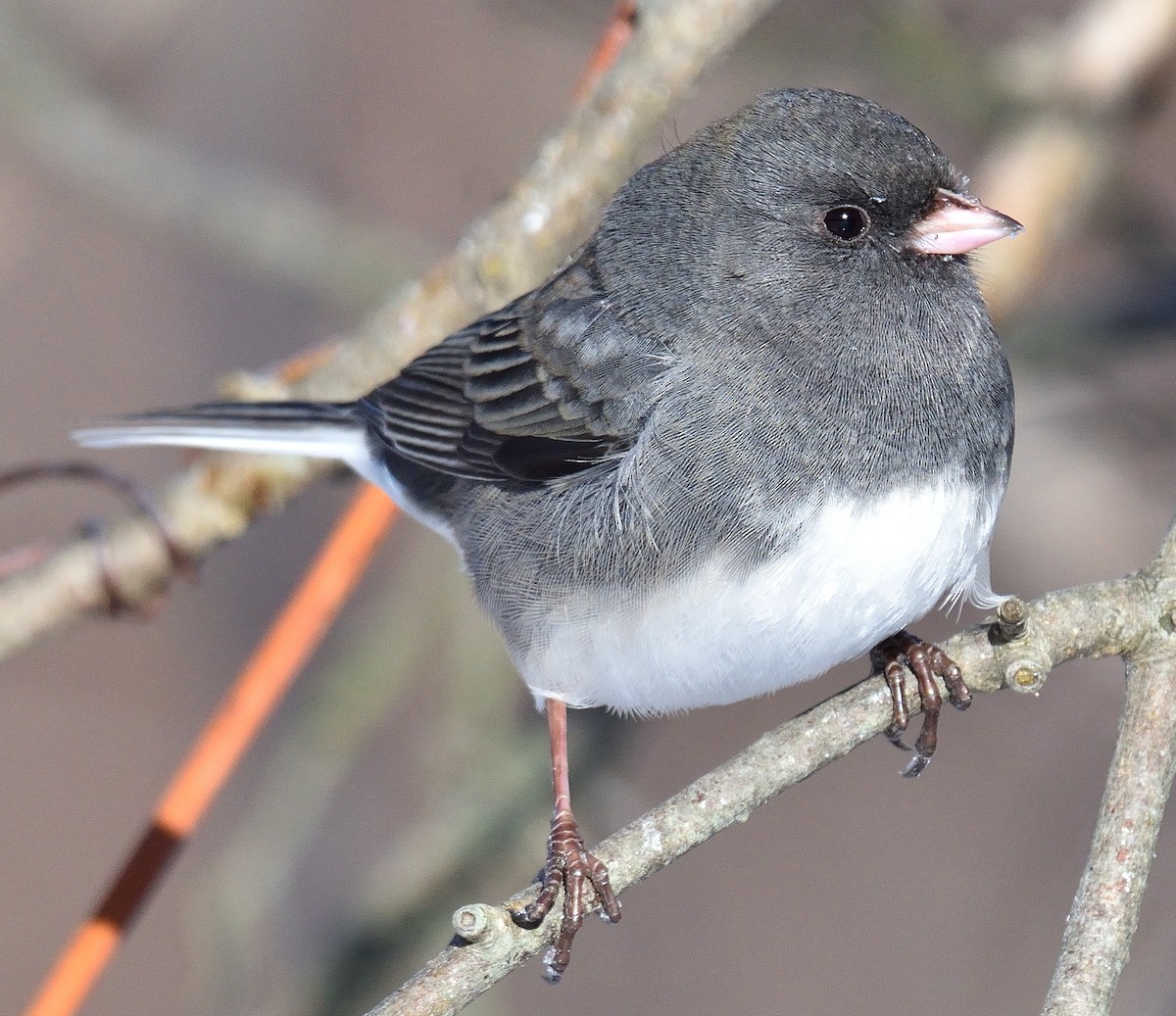 Kara Gözlü Junko - ML646752848