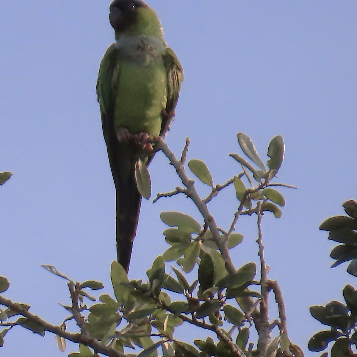 Nanday Papağanı - ML646752850