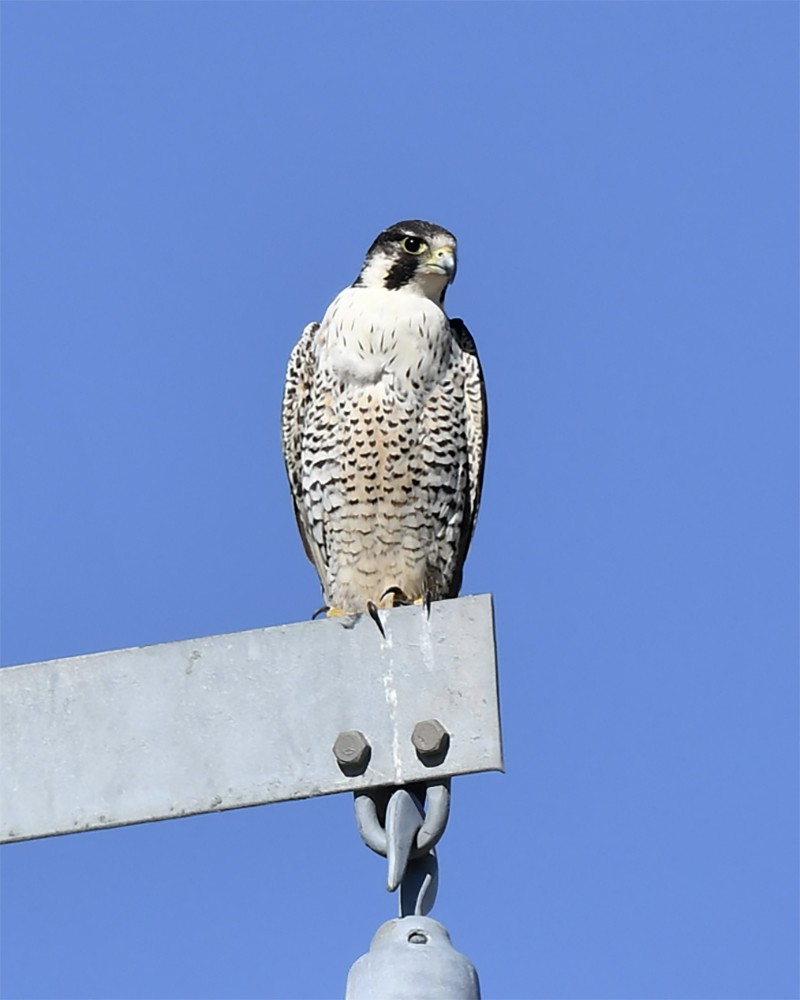 Faucon pèlerin - ML646752851