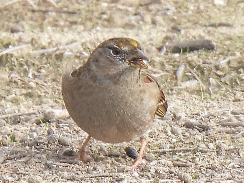 Sarı Tepeli Serçe - ML646752852