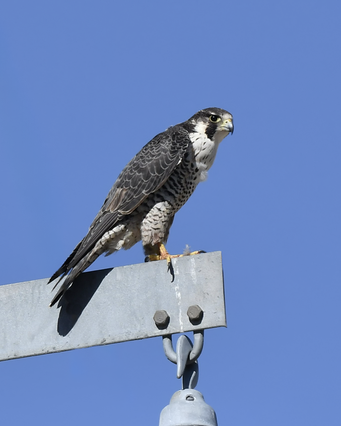 Faucon pèlerin - ML646752853
