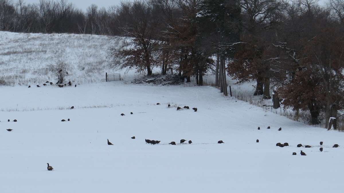 Индейка - ML646752856