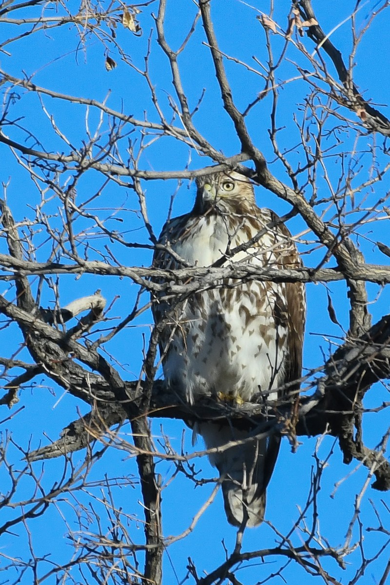 Zapelatz buztangorria - ML646752858