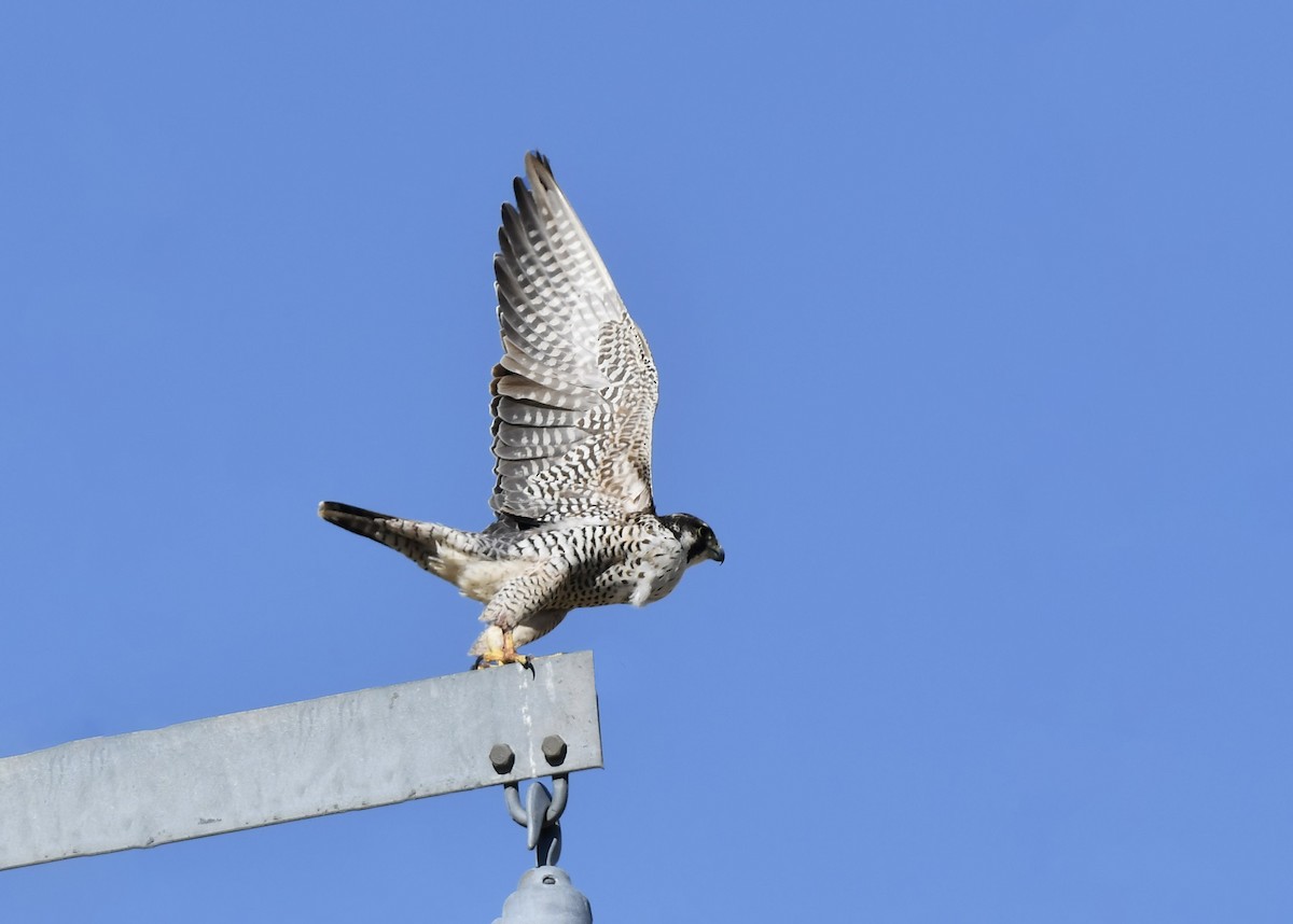 Faucon pèlerin - ML646752859