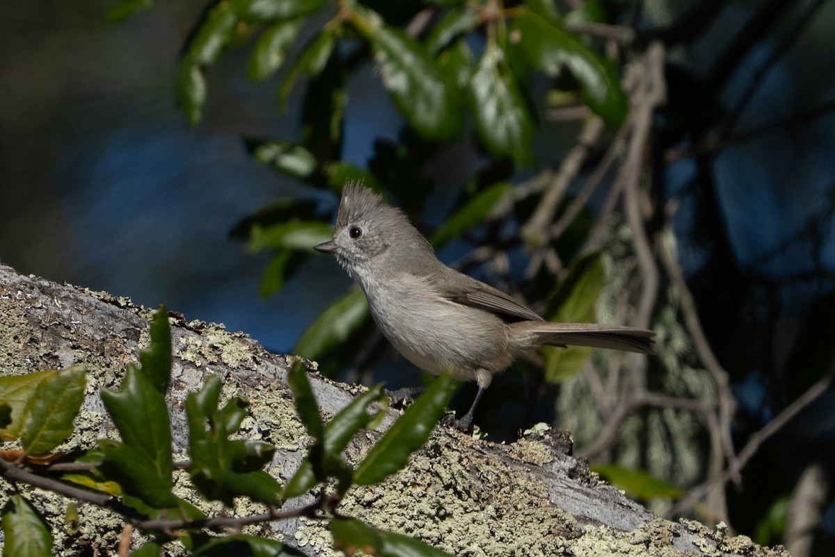 Eichenmeise - ML646752860