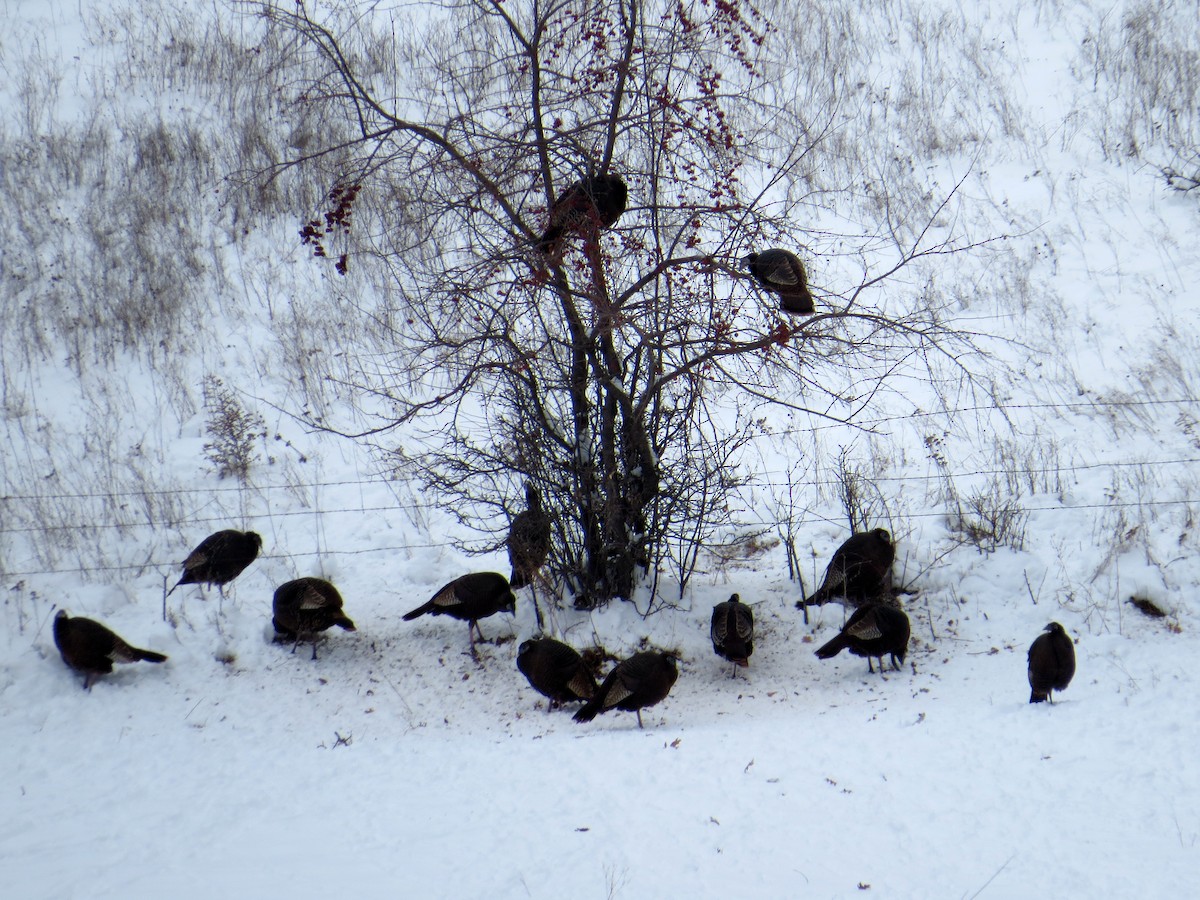 Wild Turkey - ML646752861