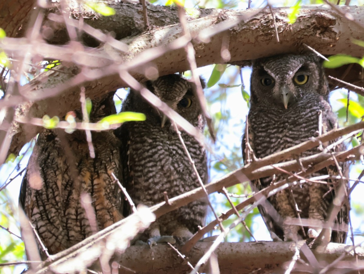 Tropical Screech-Owl - ML646752862