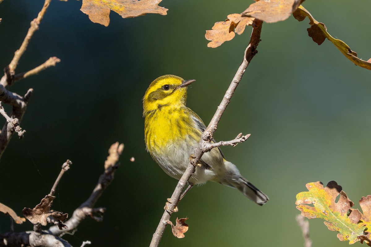 Townsendwaldsänger - ML646752863