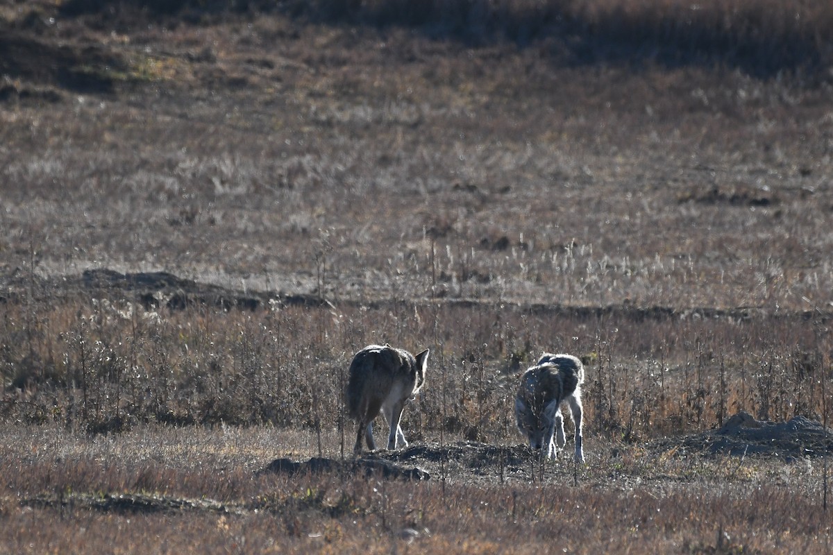 Coyote - ML646752866