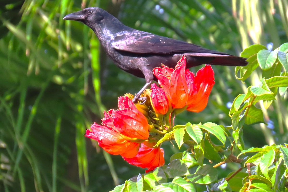 Fischkrähe - ML646752867