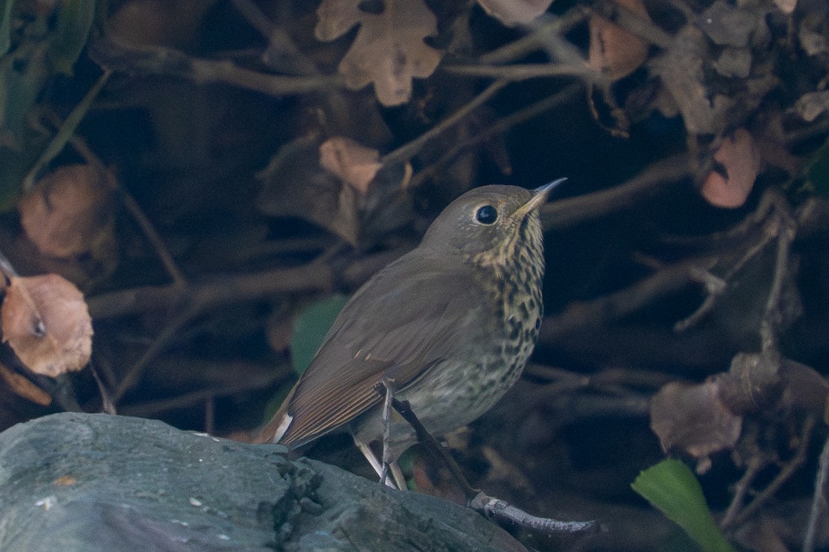 Einsiedler-Musendrossel - ML646752868