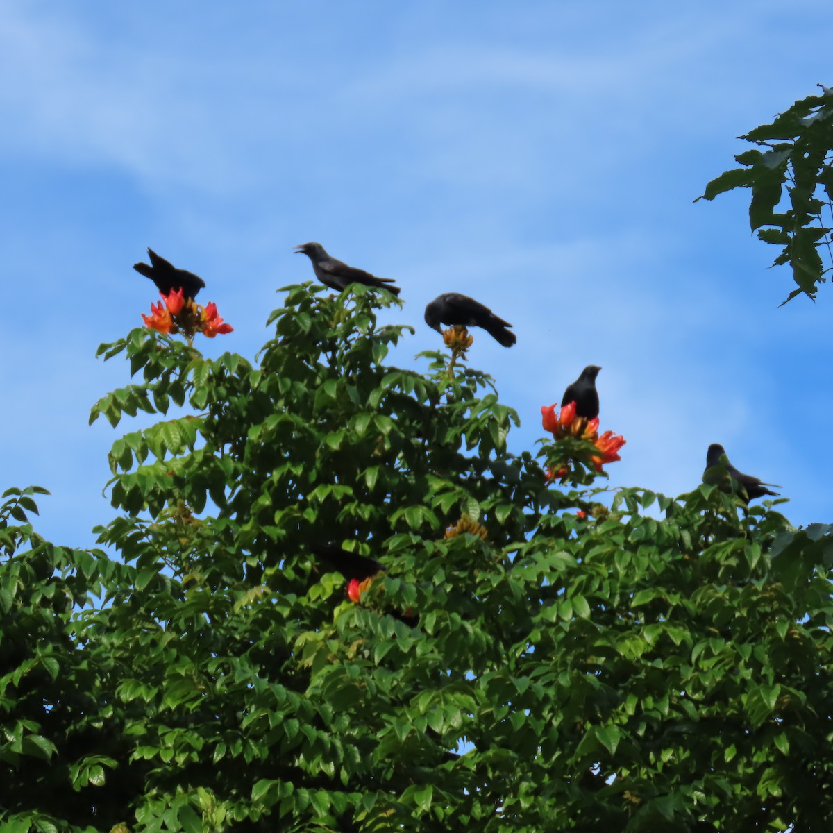 Fischkrähe - ML646752871