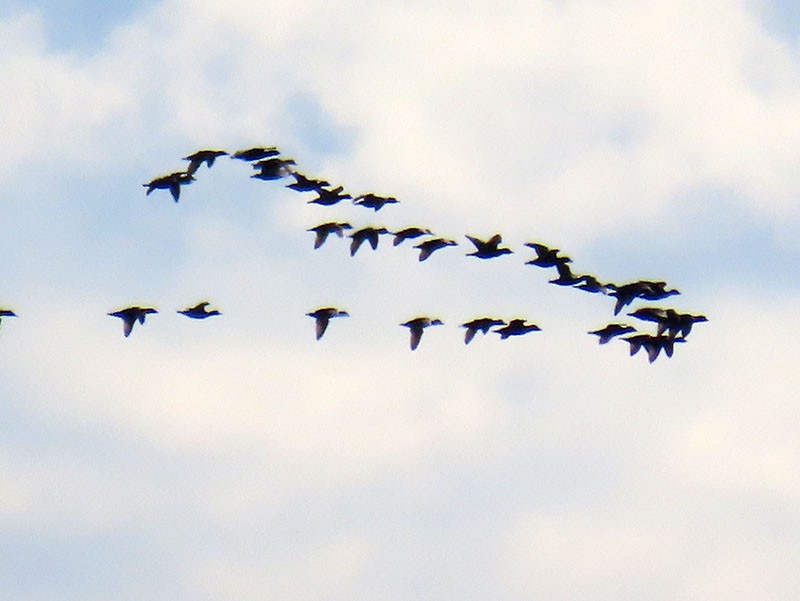 amerikasvartand - ML646752872