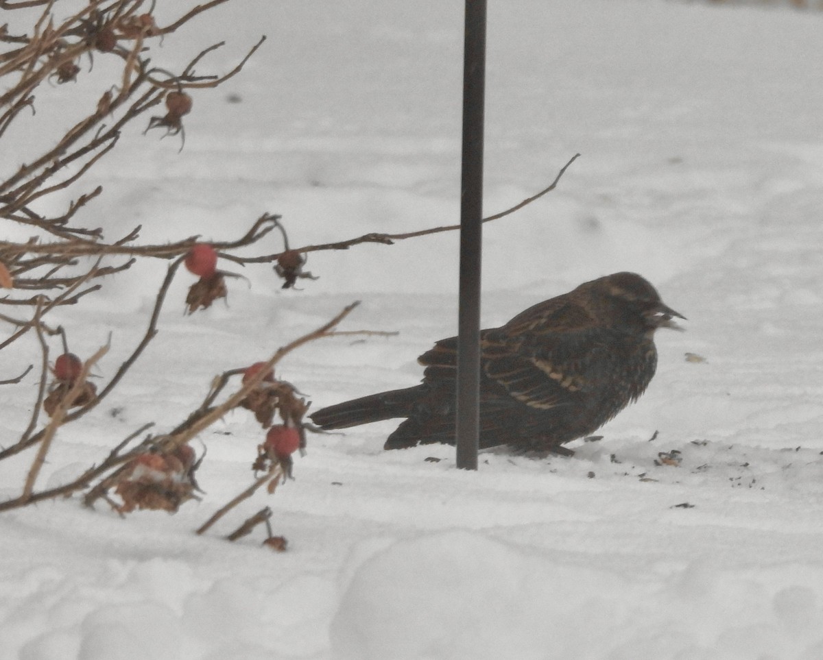 Red-winged Blackbird - ML646752873