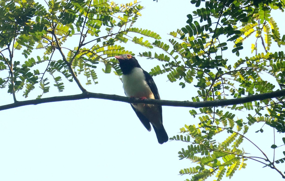 svartkinnhjelmvarsler - ML646752874