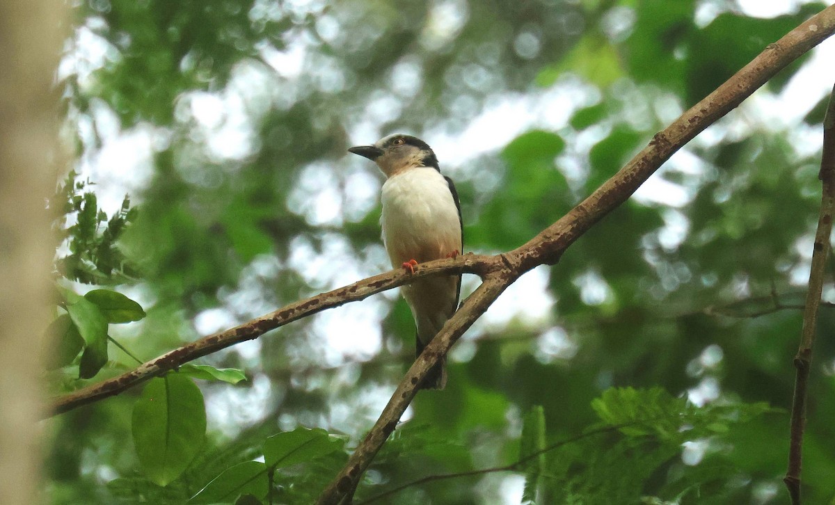 Red-billed Helmetshrike - ML646752875