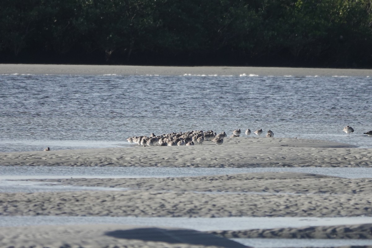 Red Knot - ML646752877