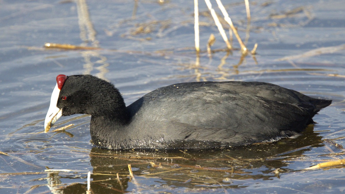 Red-knobbed Coot - ML646752878