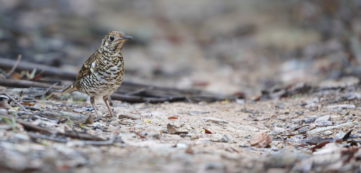 Bassian Thrush - ML646752879