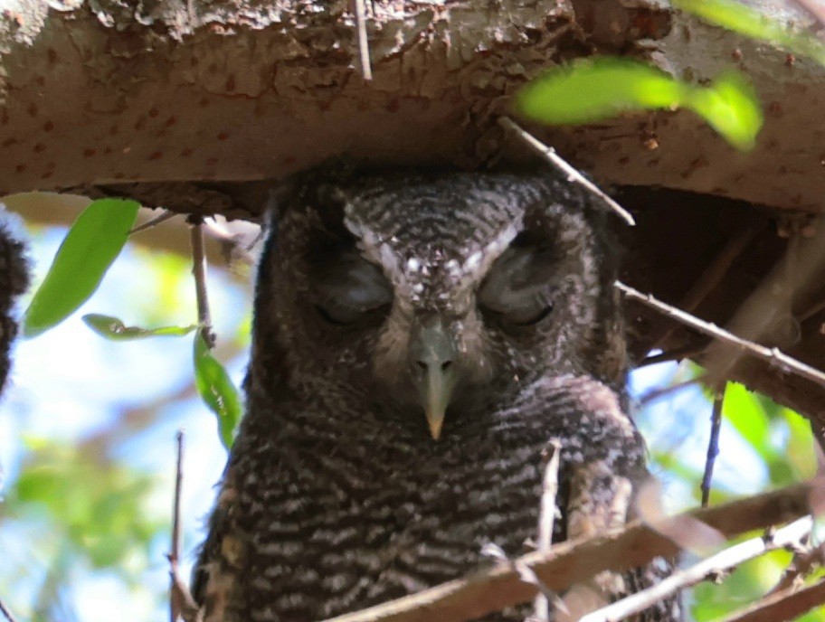 Tropical Screech-Owl - ML646752880