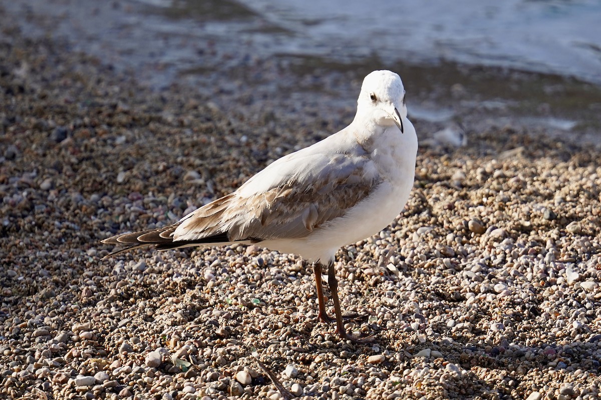 Mediterranean Gull - ML646752884