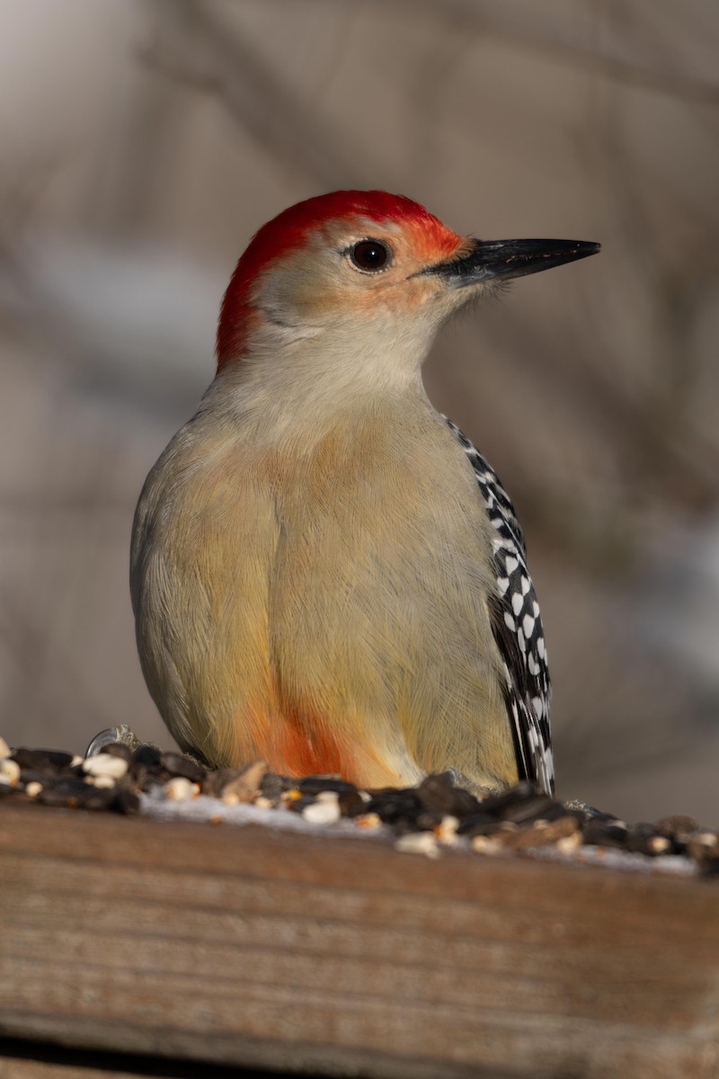 Red-bellied Woodpecker - ML646752885