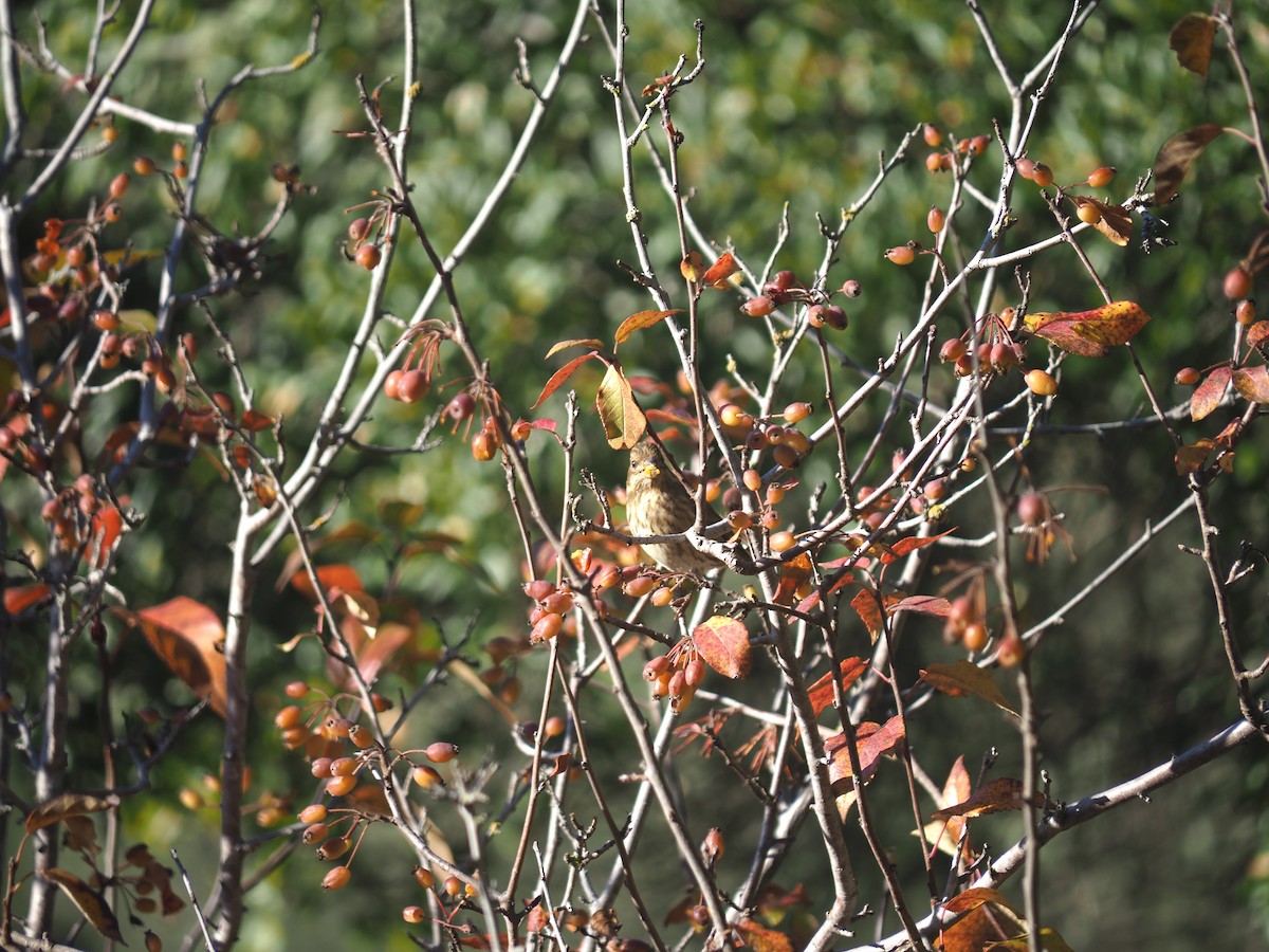 purpurfink - ML646752886