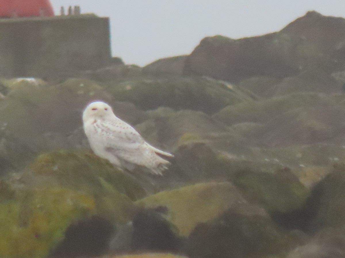 Snowy Owl - ML646752887