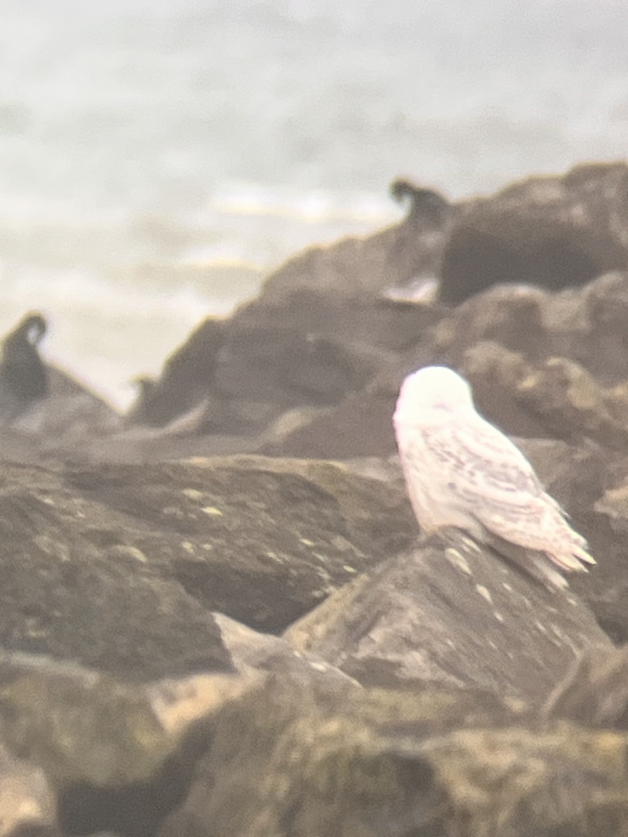 Snowy Owl - ML646752888