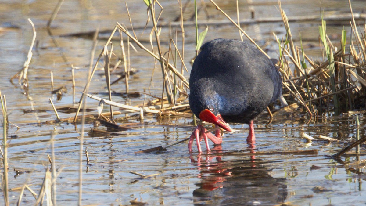 Western Swamphen - ML646752889