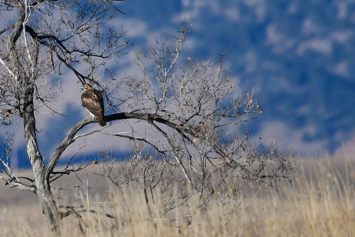 Zapelatz buztangorria - ML646752890