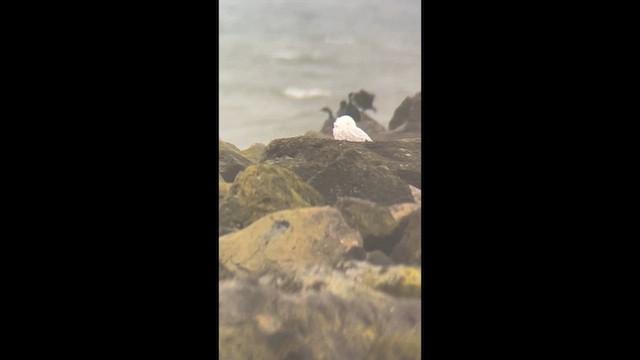 Snowy Owl - ML646752891